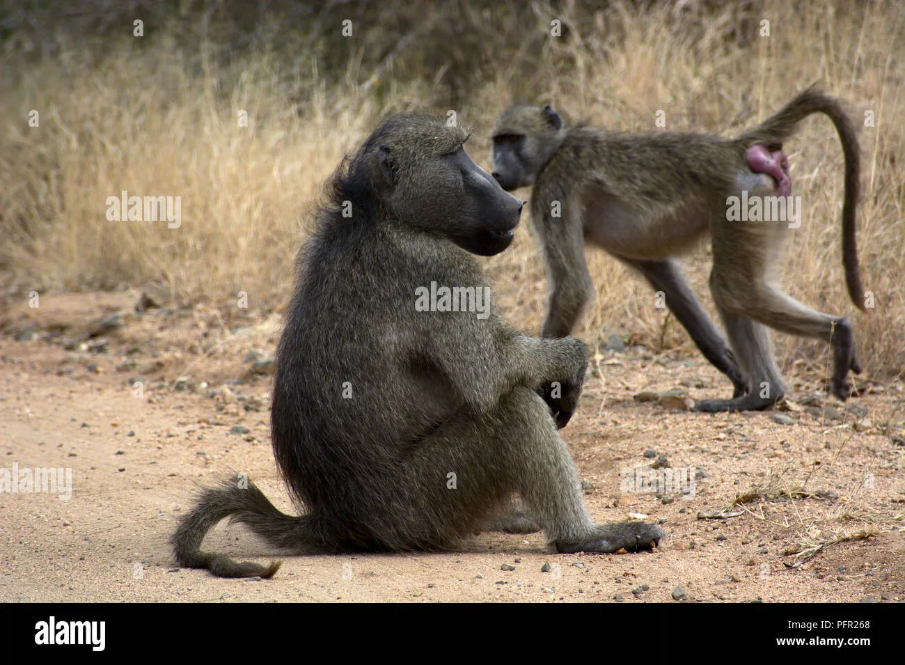 15312 baboon tarantula mating image4