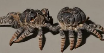 15313 calcium dusting