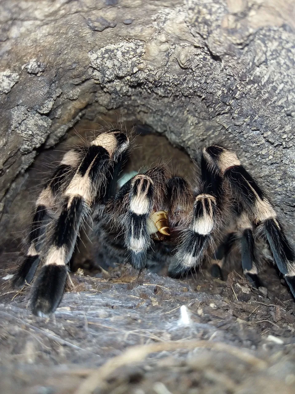 15313 tarantula sling molting