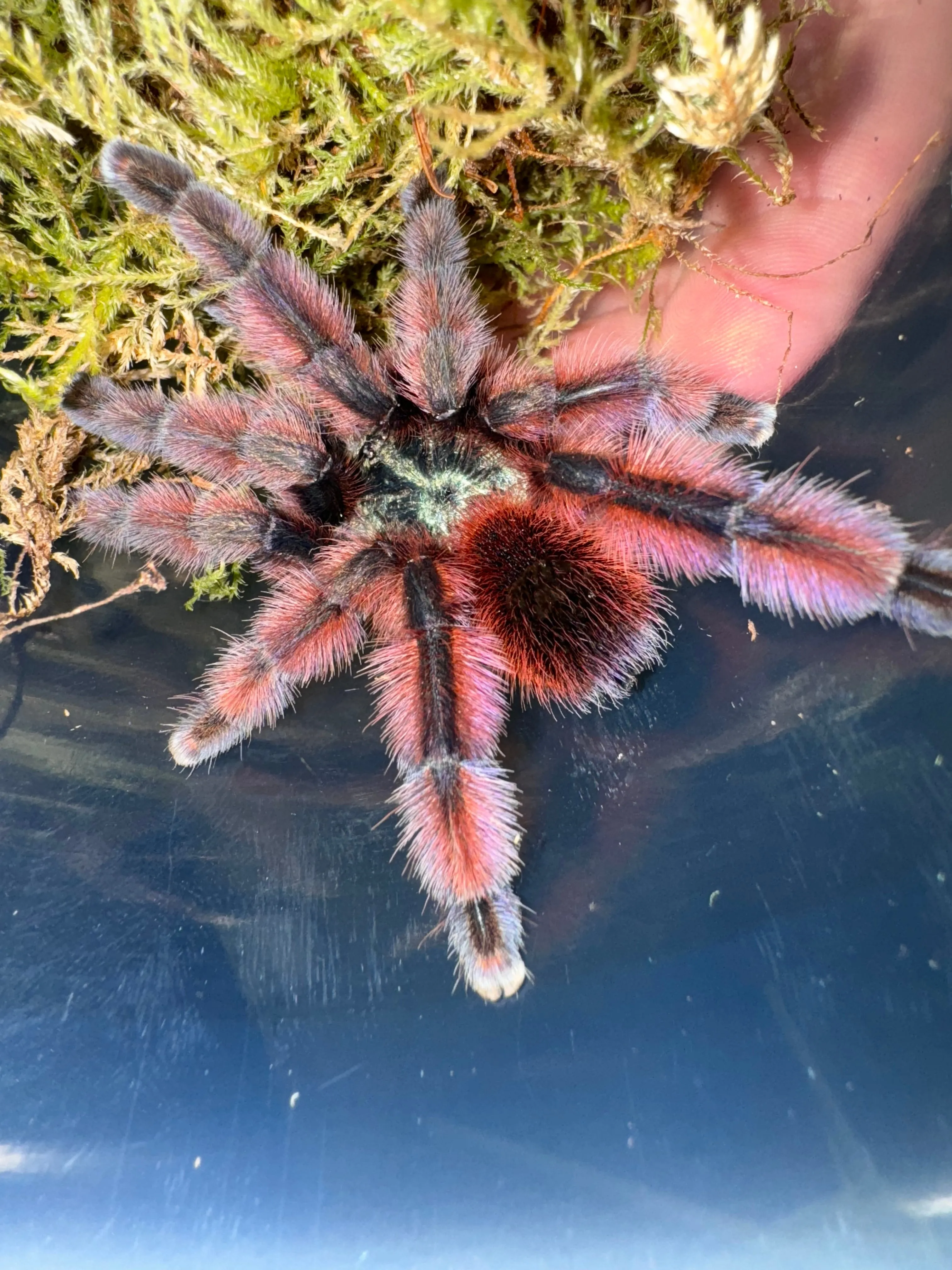 /img/15315-pink-toe-tarantula-feeding.webp