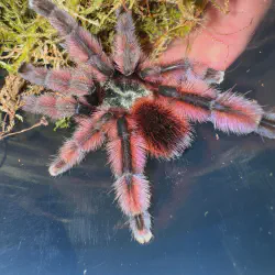 /img/15315-pink-toe-tarantula-feeding.webp