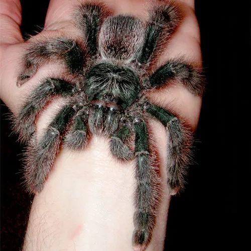 15315 pink toe tarantula size