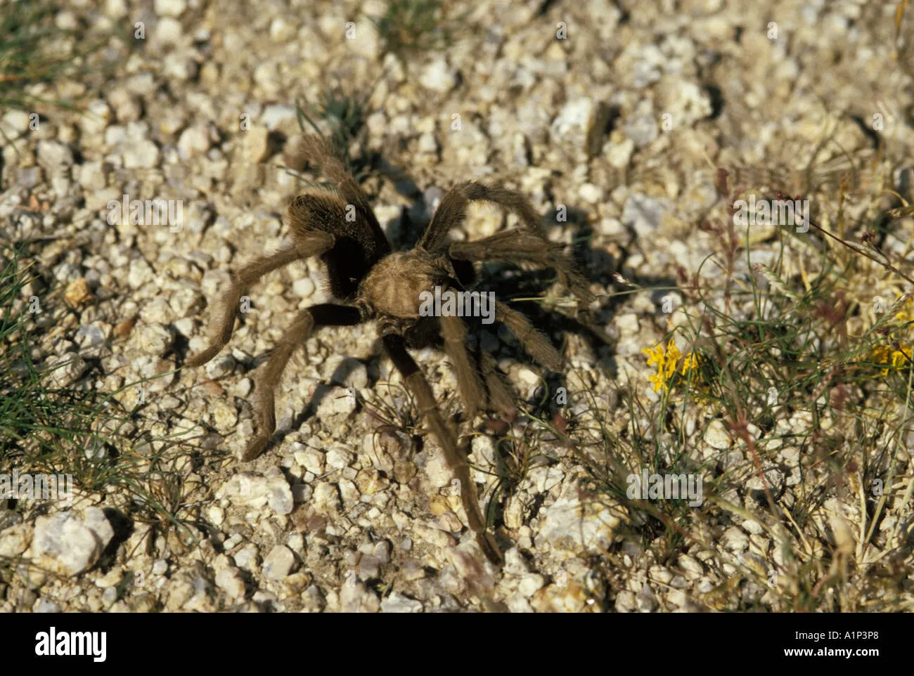 15316 giant tarantula species