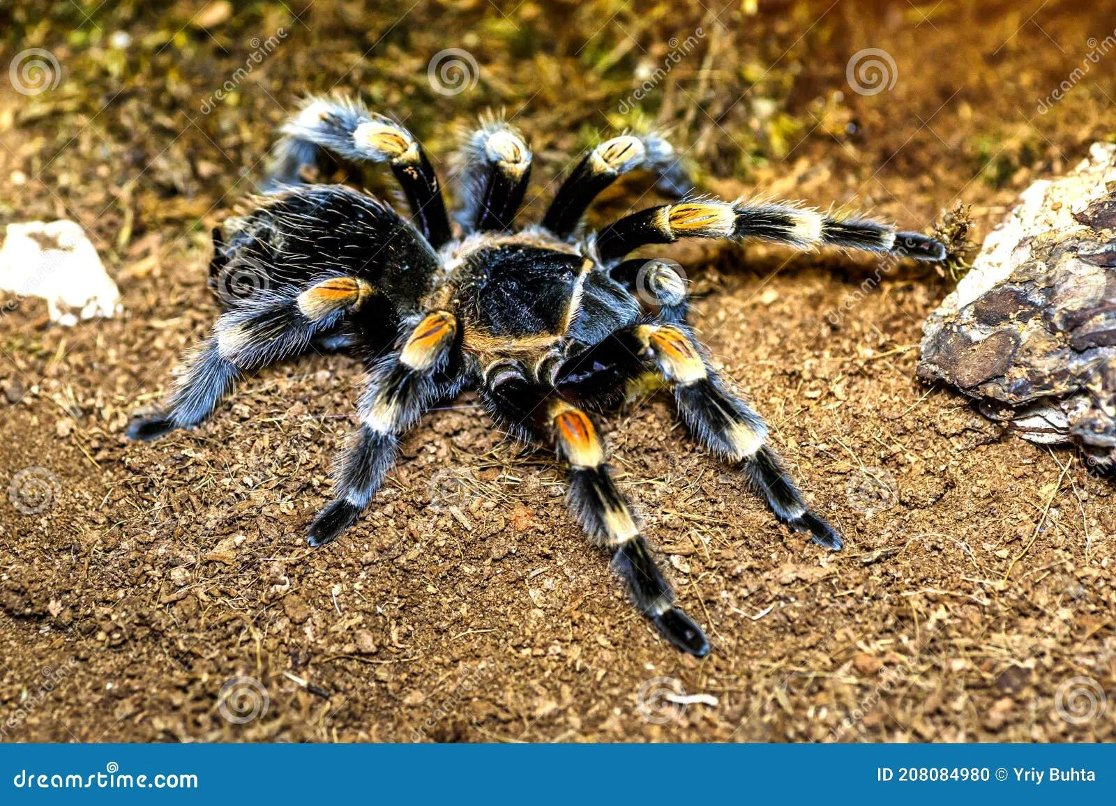 /img/15316-largest-spider-tarantula.webp