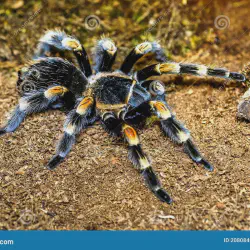 /img/15316-largest-spider-tarantula.webp