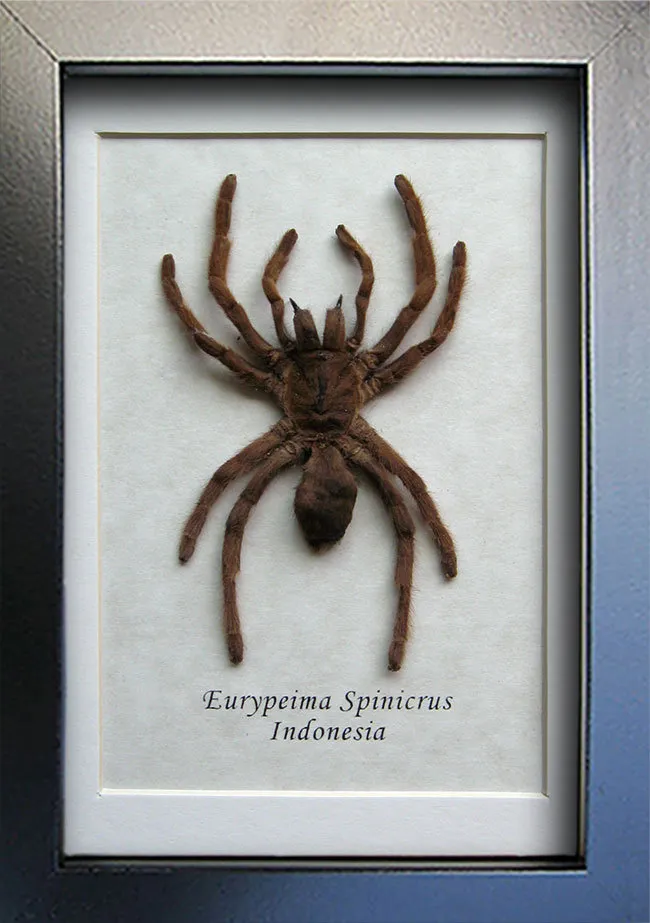 15316 tarantula conservation