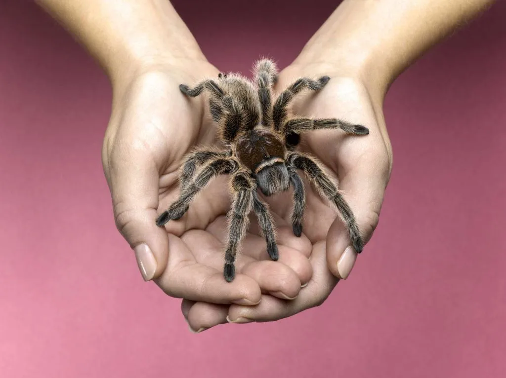 15319 tarantula sling feeding