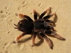 /img/15319-tarantula-sling-health.webp