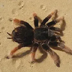 /img/15319-tarantula-sling-health.webp