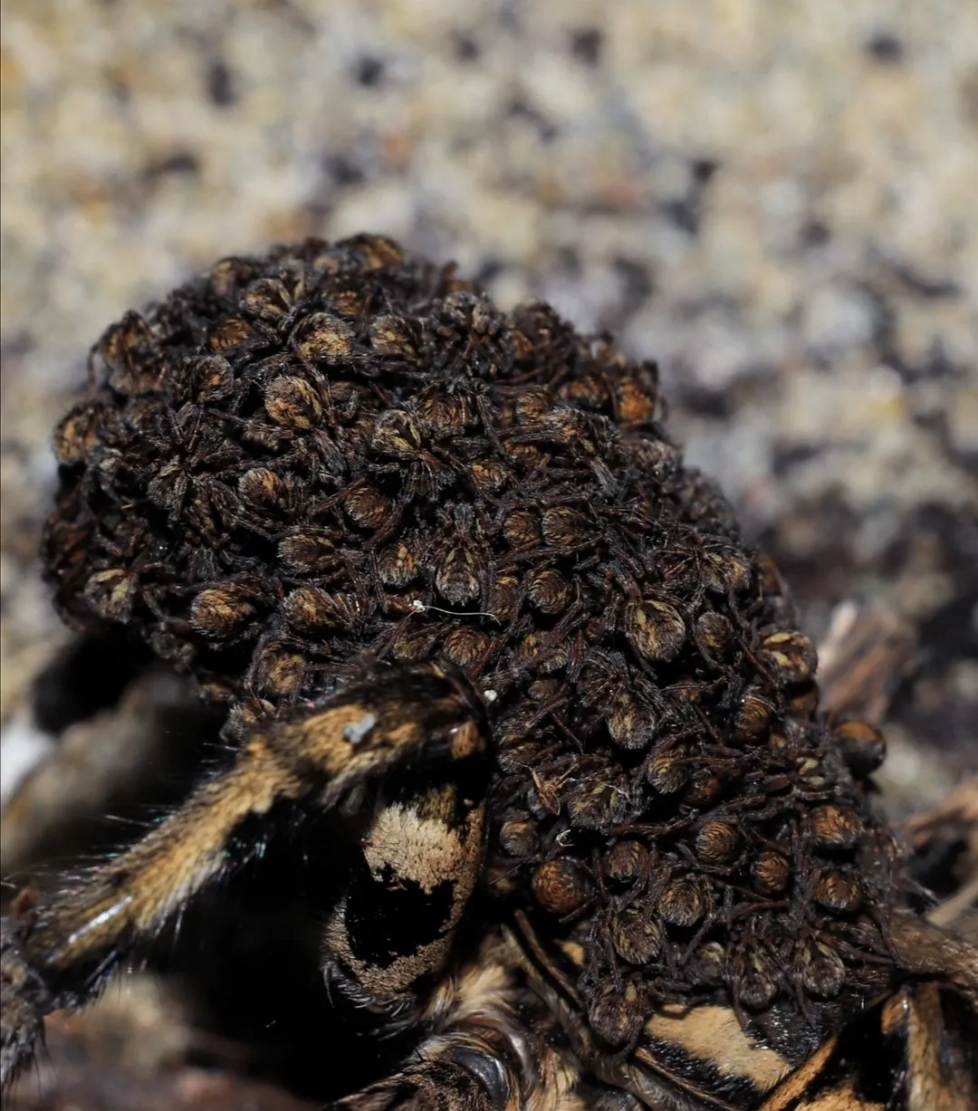 15319 tarantula sling introduction