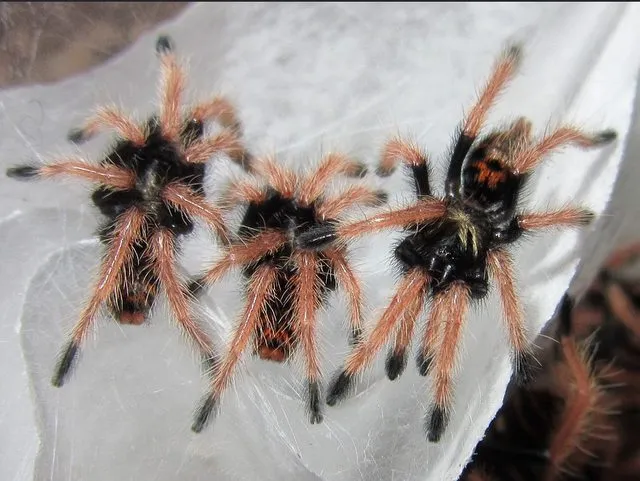 15319 tarantula sling species