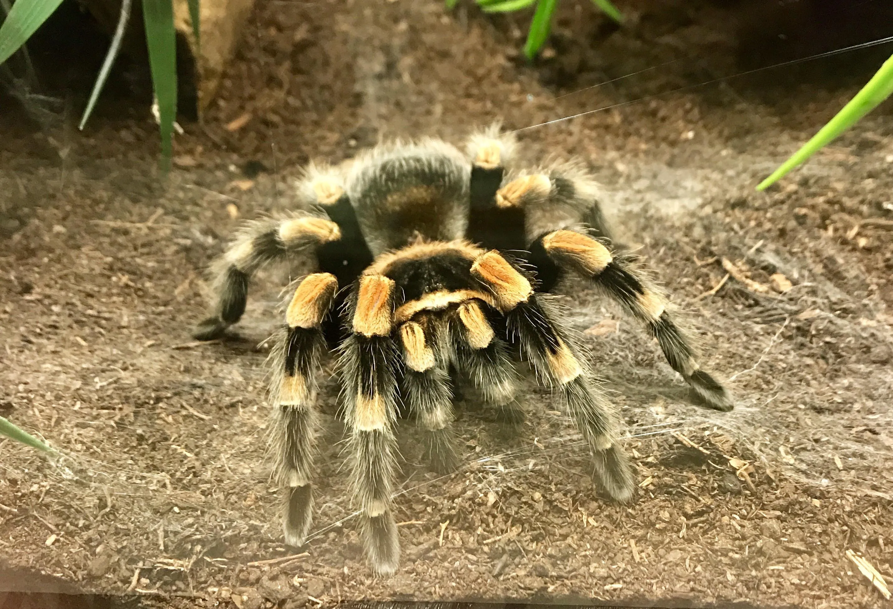 15320 reptile tarantula hunting