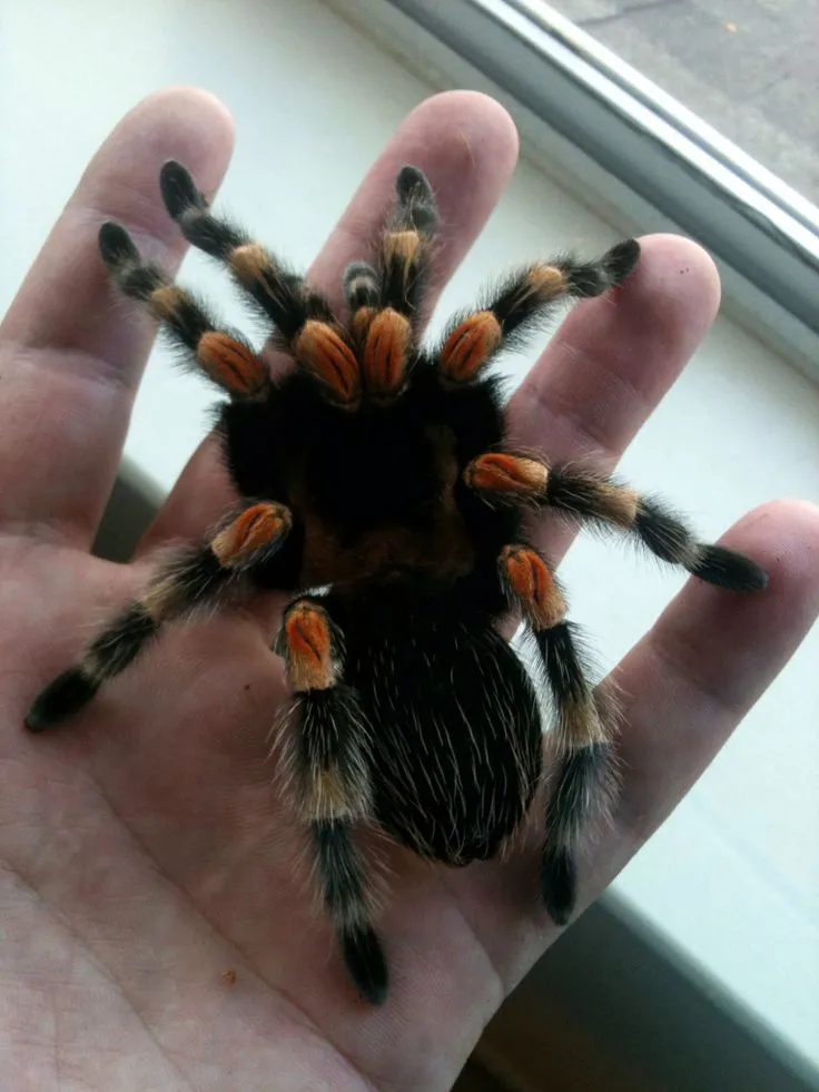 /img/15320-tarantula-defensive-pose.webp