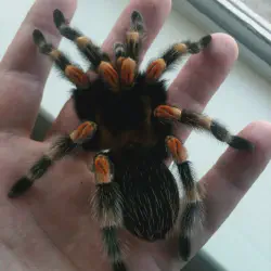 /img/15320-tarantula-defensive-pose.webp