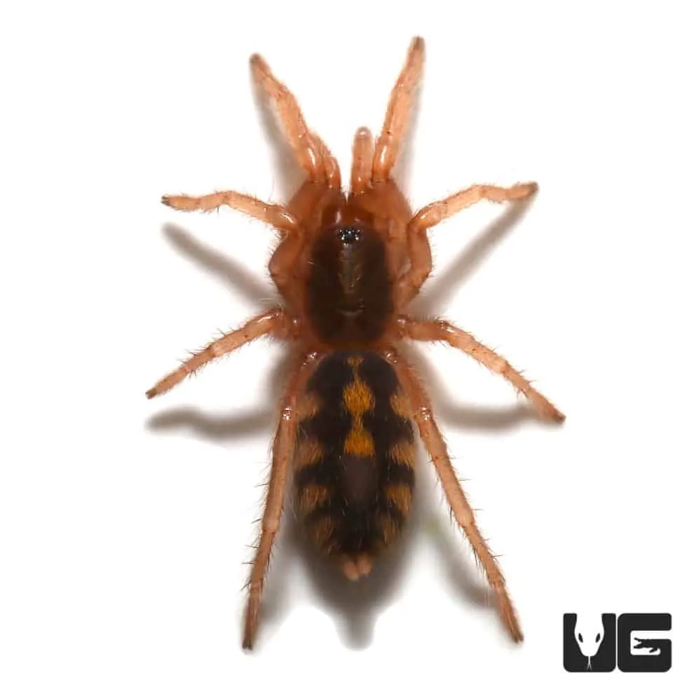 15322 pumpkin patch food