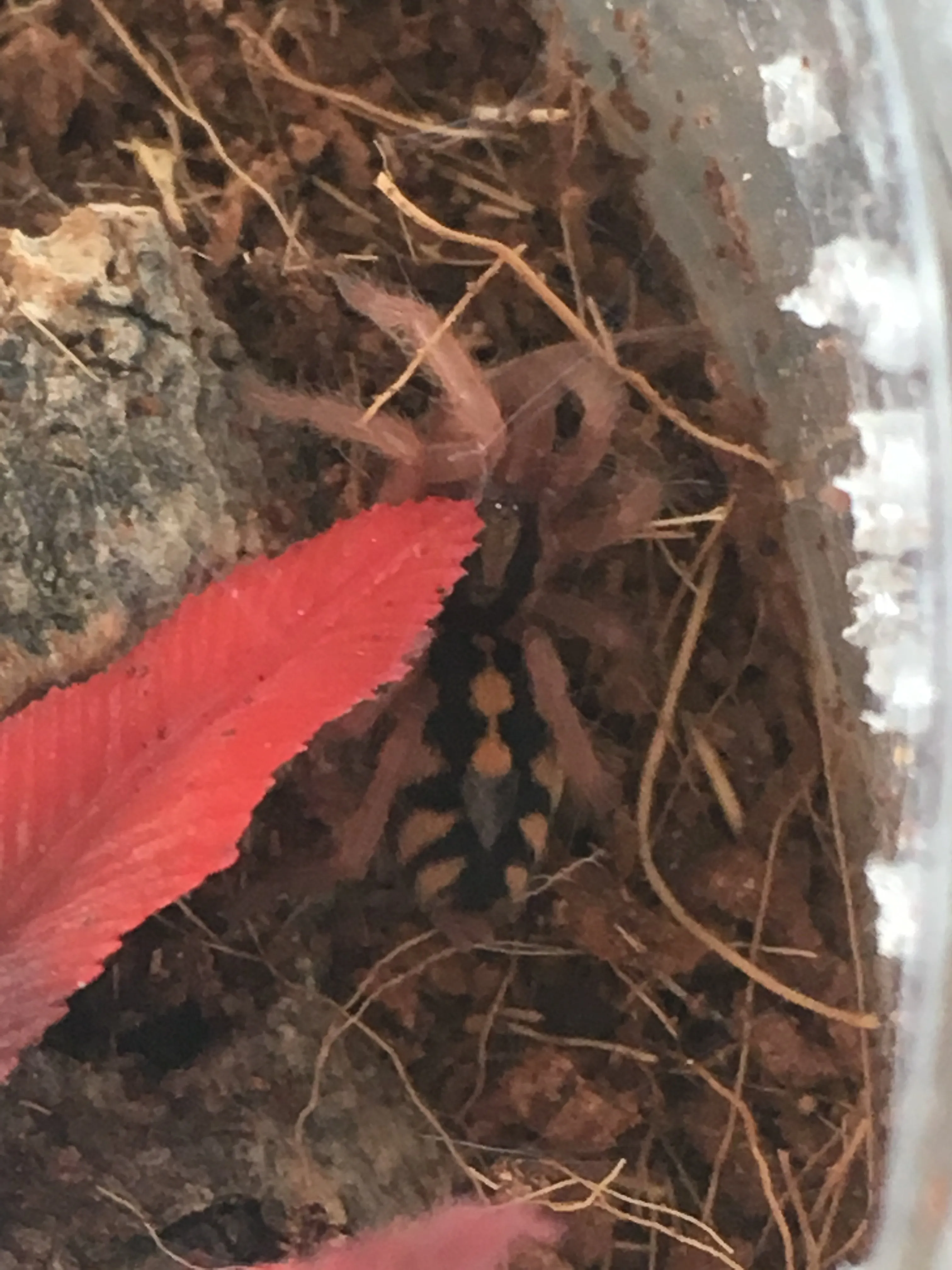 15322 pumpkin patch photo op