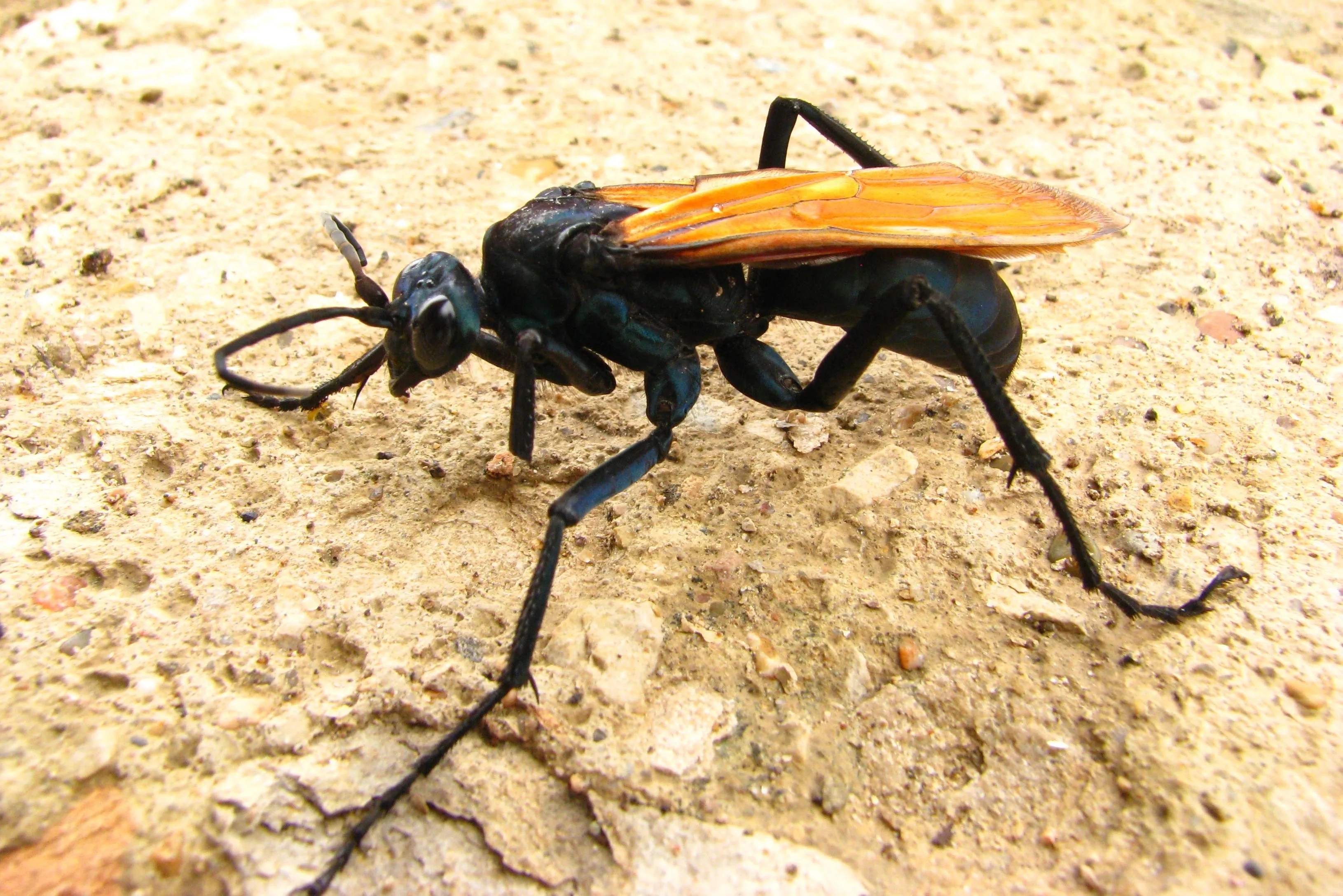 /img/15323-tarantula-hawk-vs-tarantula.webp