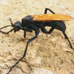 /img/15323-tarantula-hawk-vs-tarantula.webp