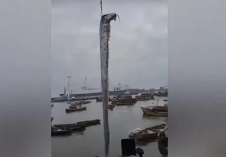 15325 healthy tarantula