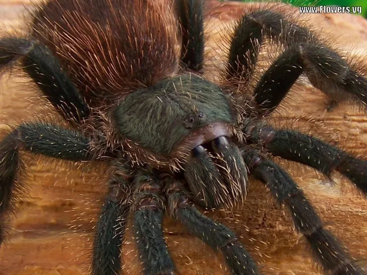 /img/15325-tarantula-species.webp