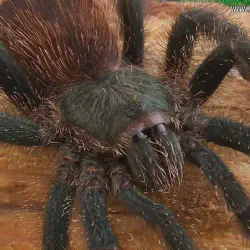 /img/15325-tarantula-species.webp
