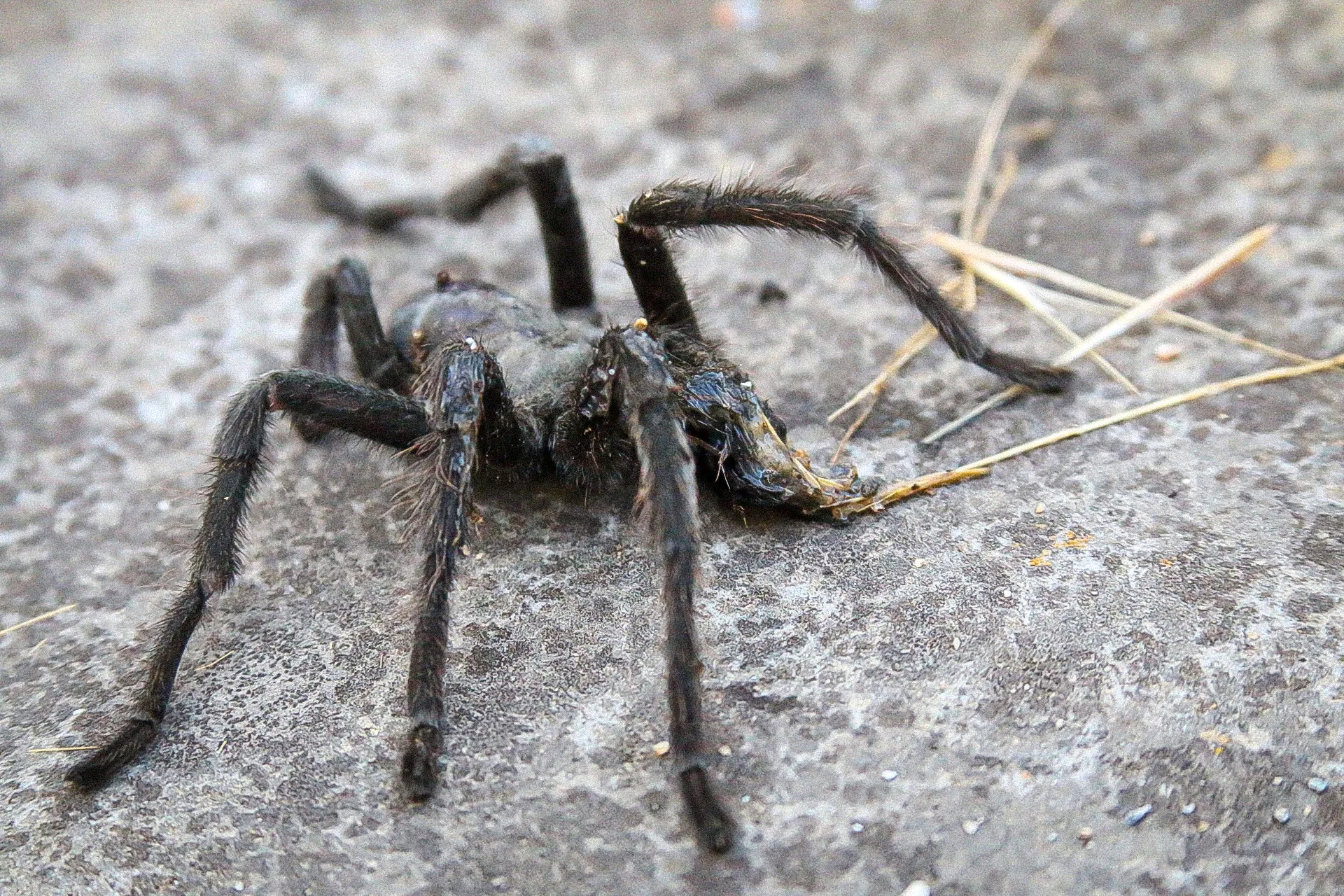 15325 tarantula substrate