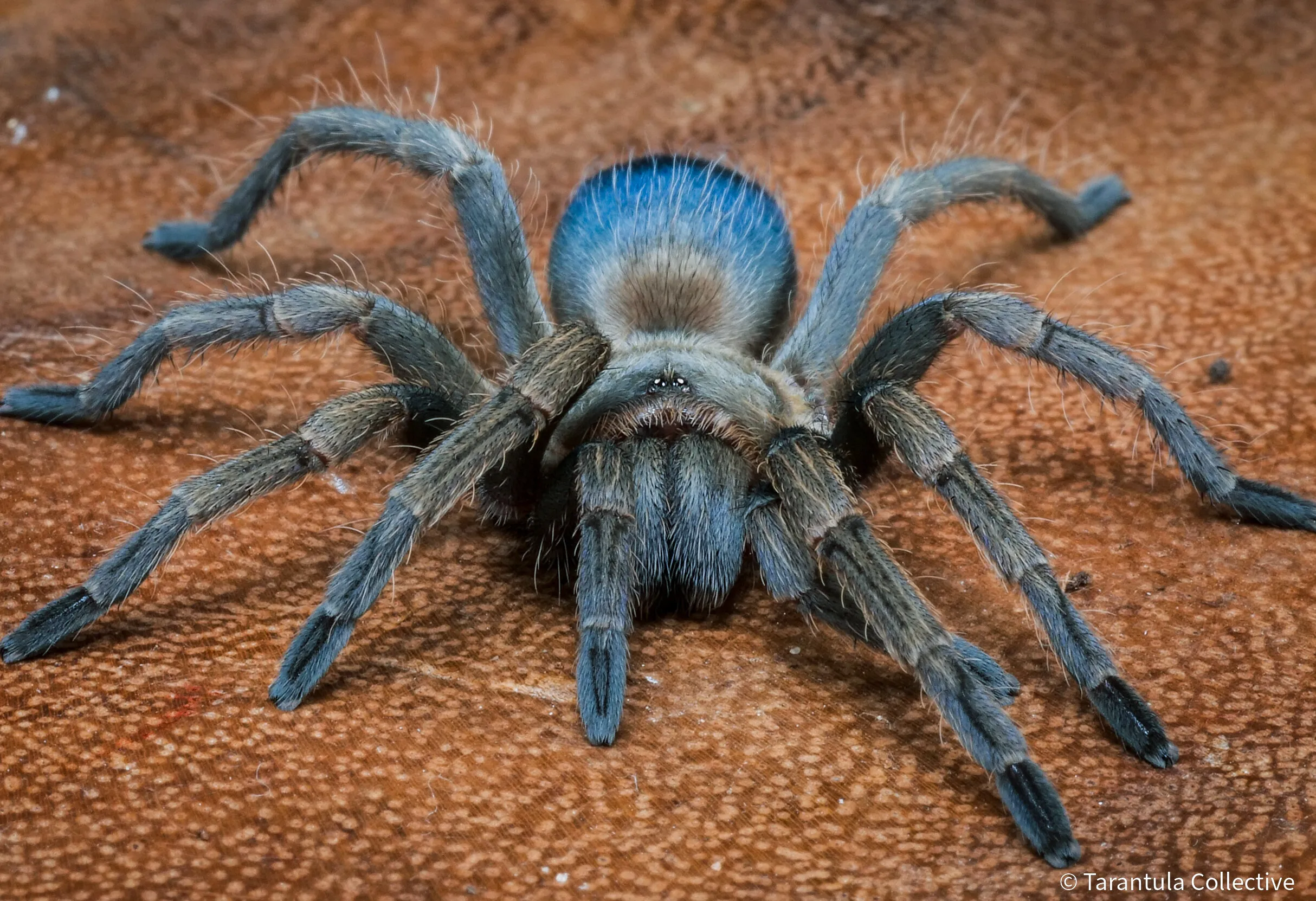 /img/15326-albiceps-tarantula-breeding.webp