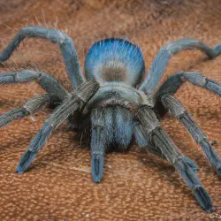 /img/15326-albiceps-tarantula-breeding.webp