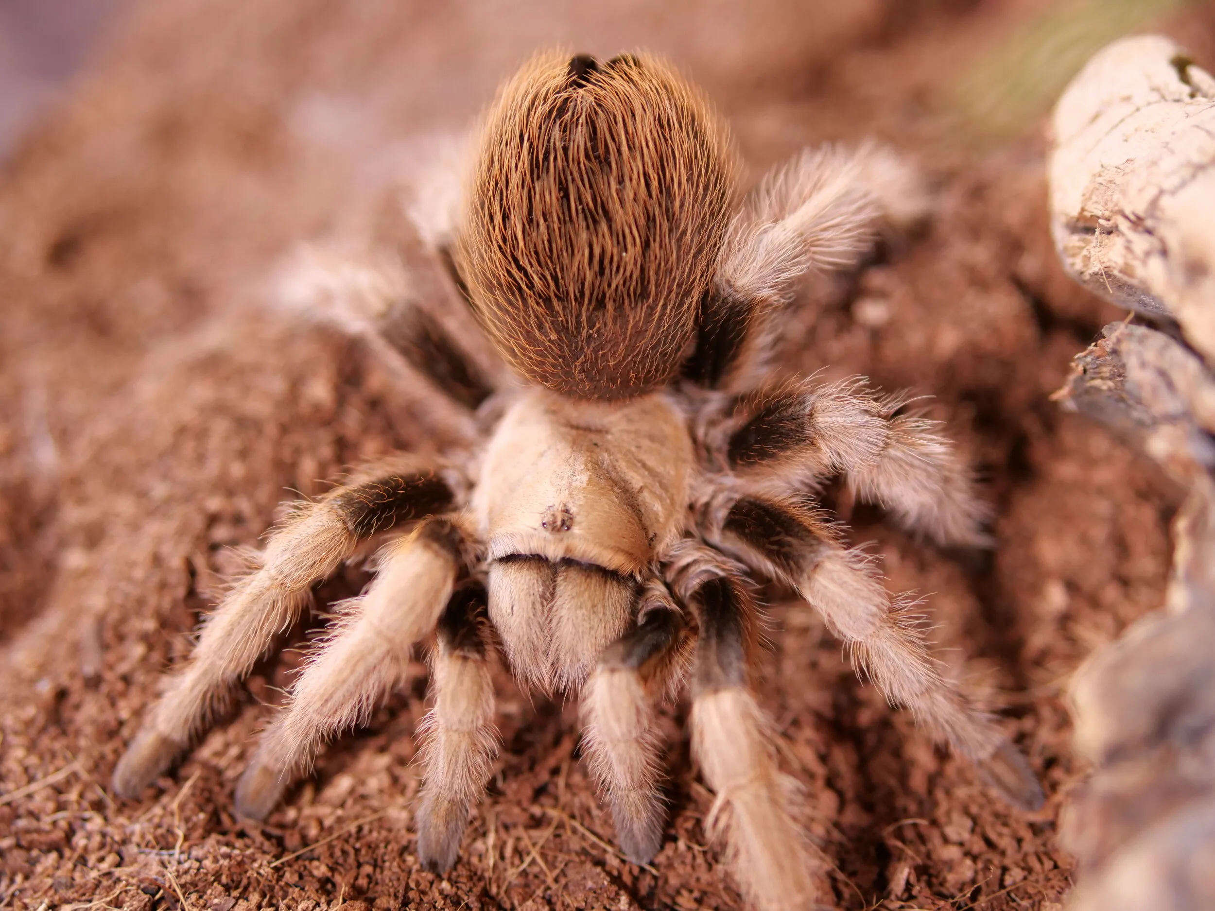 15326 albiceps tarantula handling