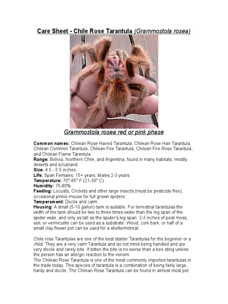 15326 albiceps tarantula molting