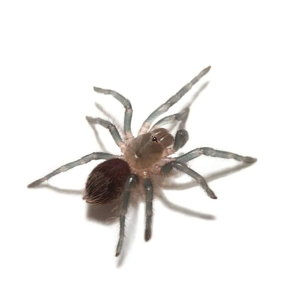 15327 mexican red rump tarantula adult