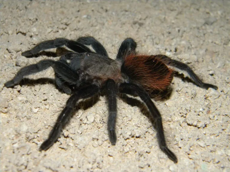 15327 mexican red rump tarantula diet
