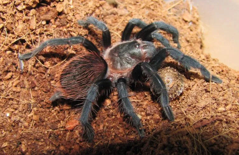 /img/15327-mexican-red-rump-tarantula-handling.webp
