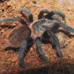 /img/15327-mexican-red-rump-tarantula-handling.webp