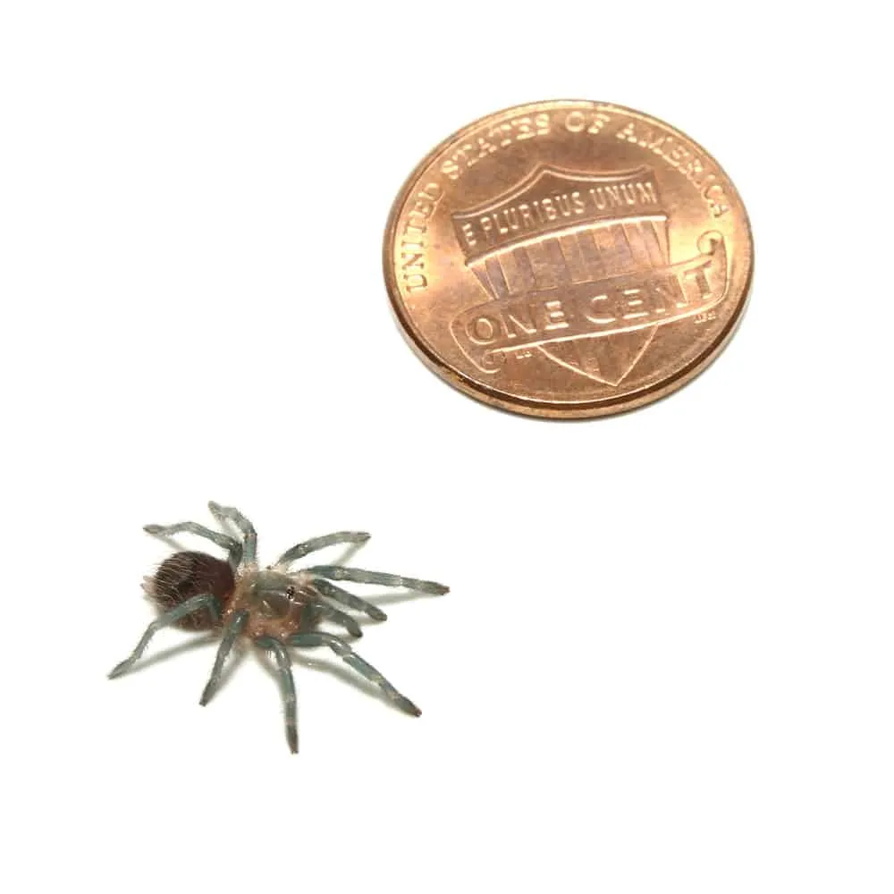 15327 mexican red rump tarantula juvenile