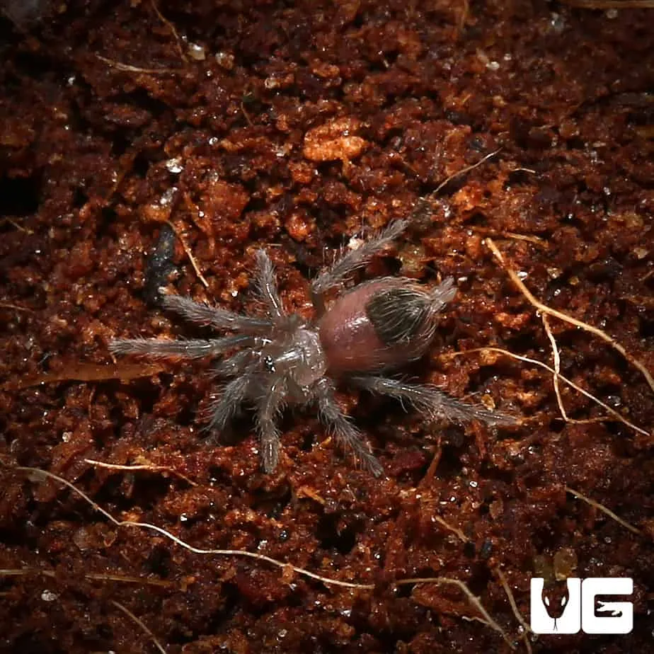 15327 mexican red rump tarantula molting