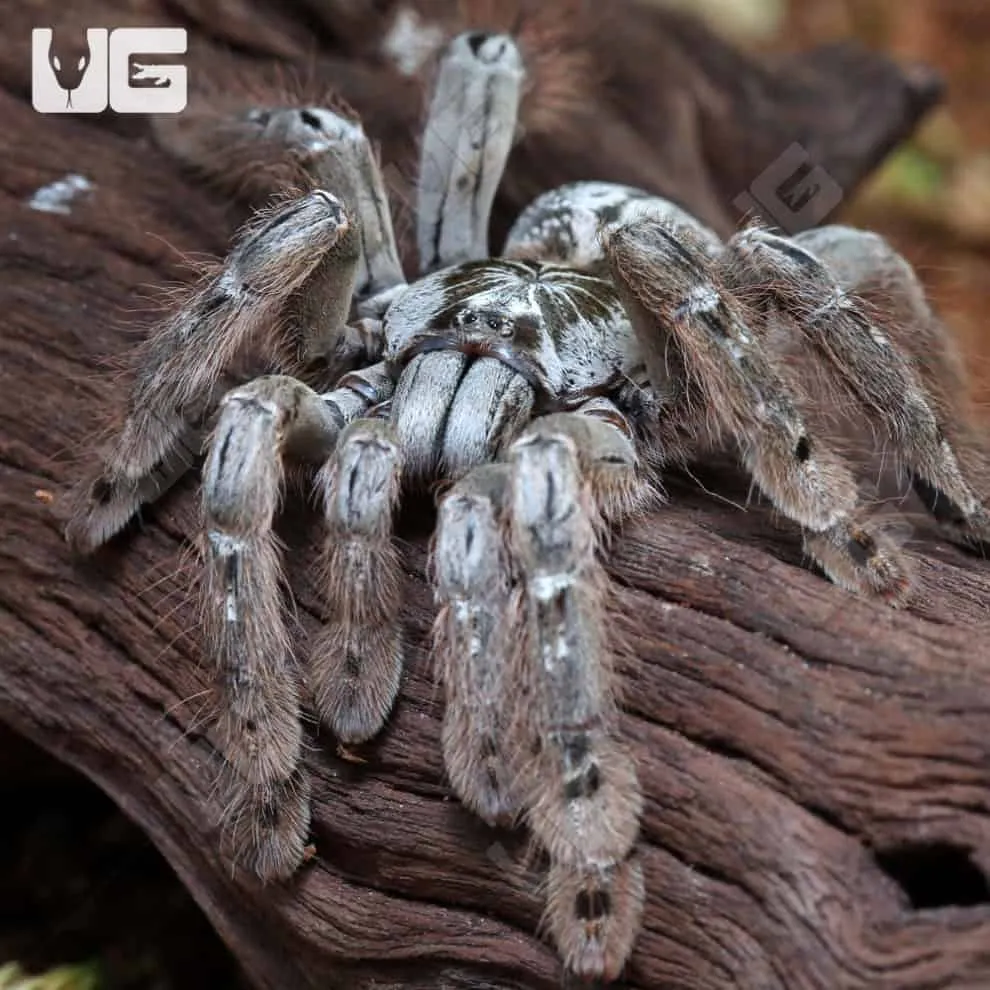 15328 baboon tarantula feeding