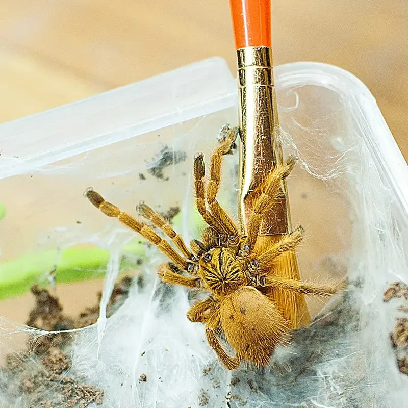 15328 baboon tarantula handling