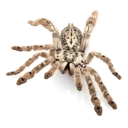 /img/15328-baboon-tarantula-health.webp