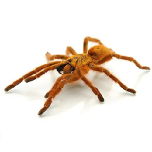 15328 baboon tarantula molting