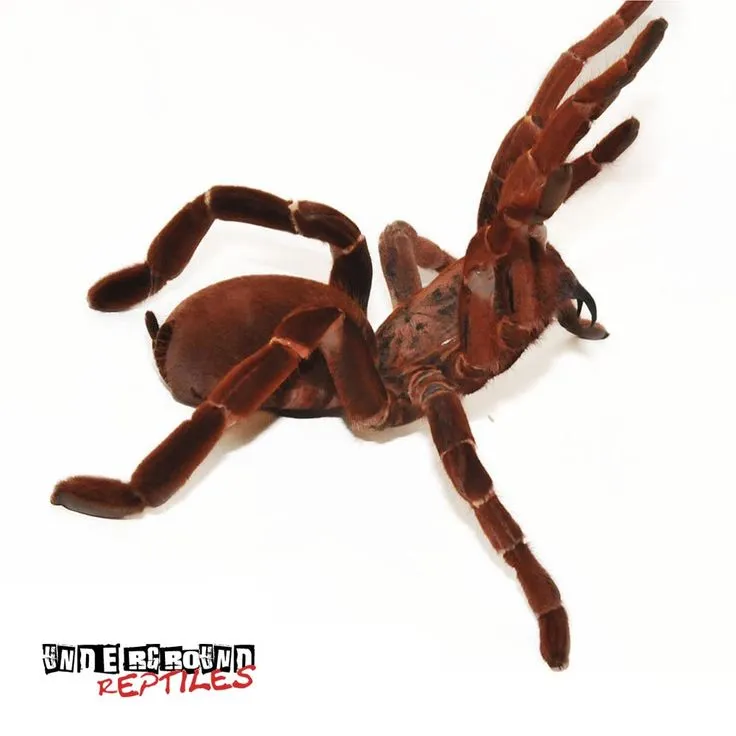 15328 baboon tarantula water