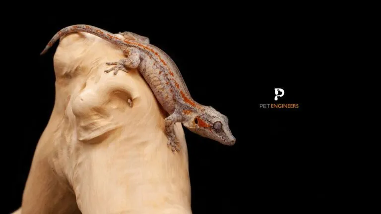 15329 tarantula close up