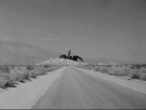 15330 tarantula migration ethical