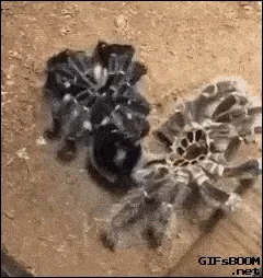 15330 tarantula migration season