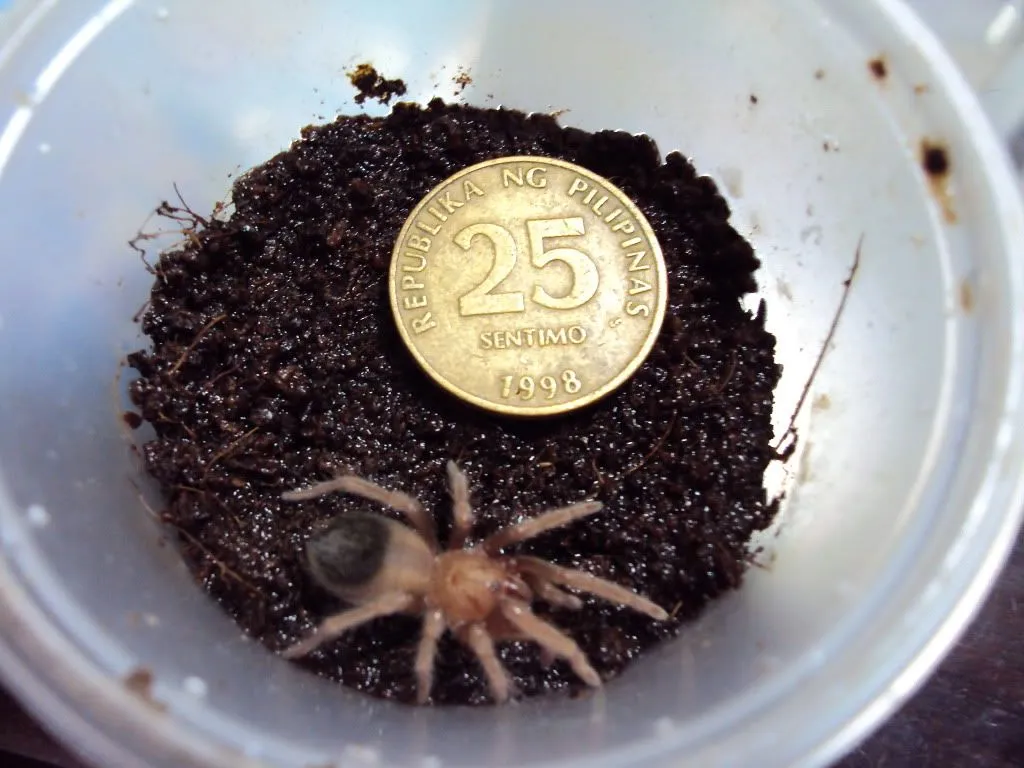 15331 tarantula health appearance