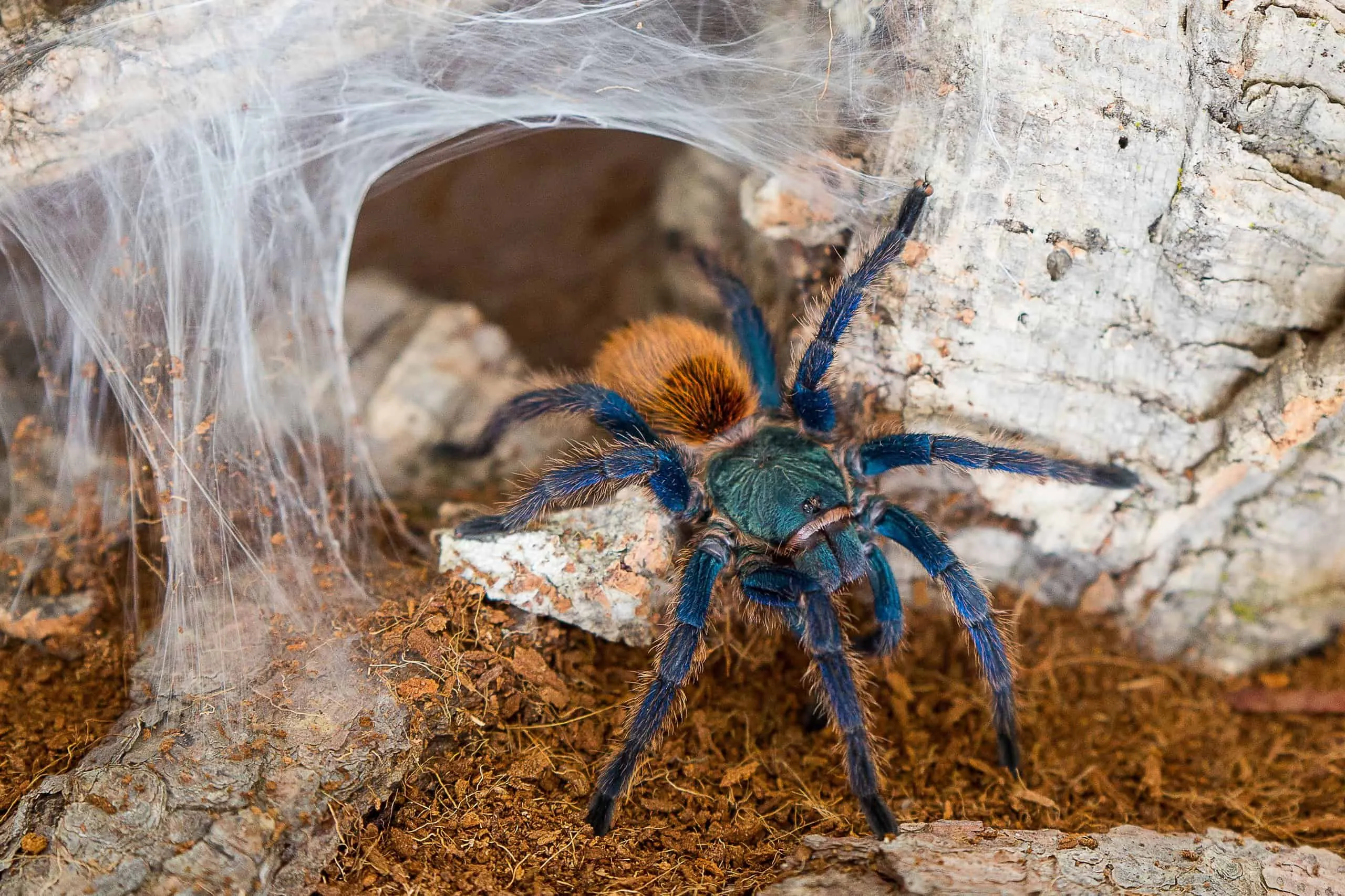 15333 florida tarantula conservation