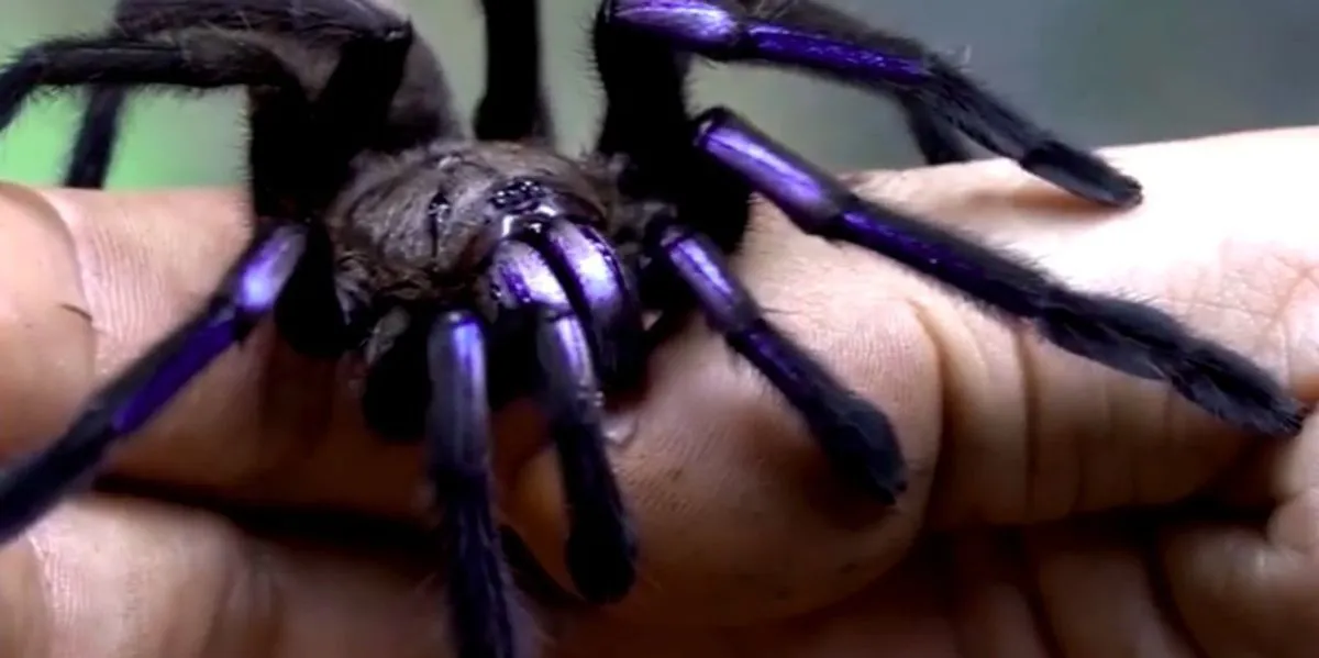 15333 florida tarantula feeding