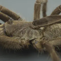 /img/15333-florida-tarantula-research.webp