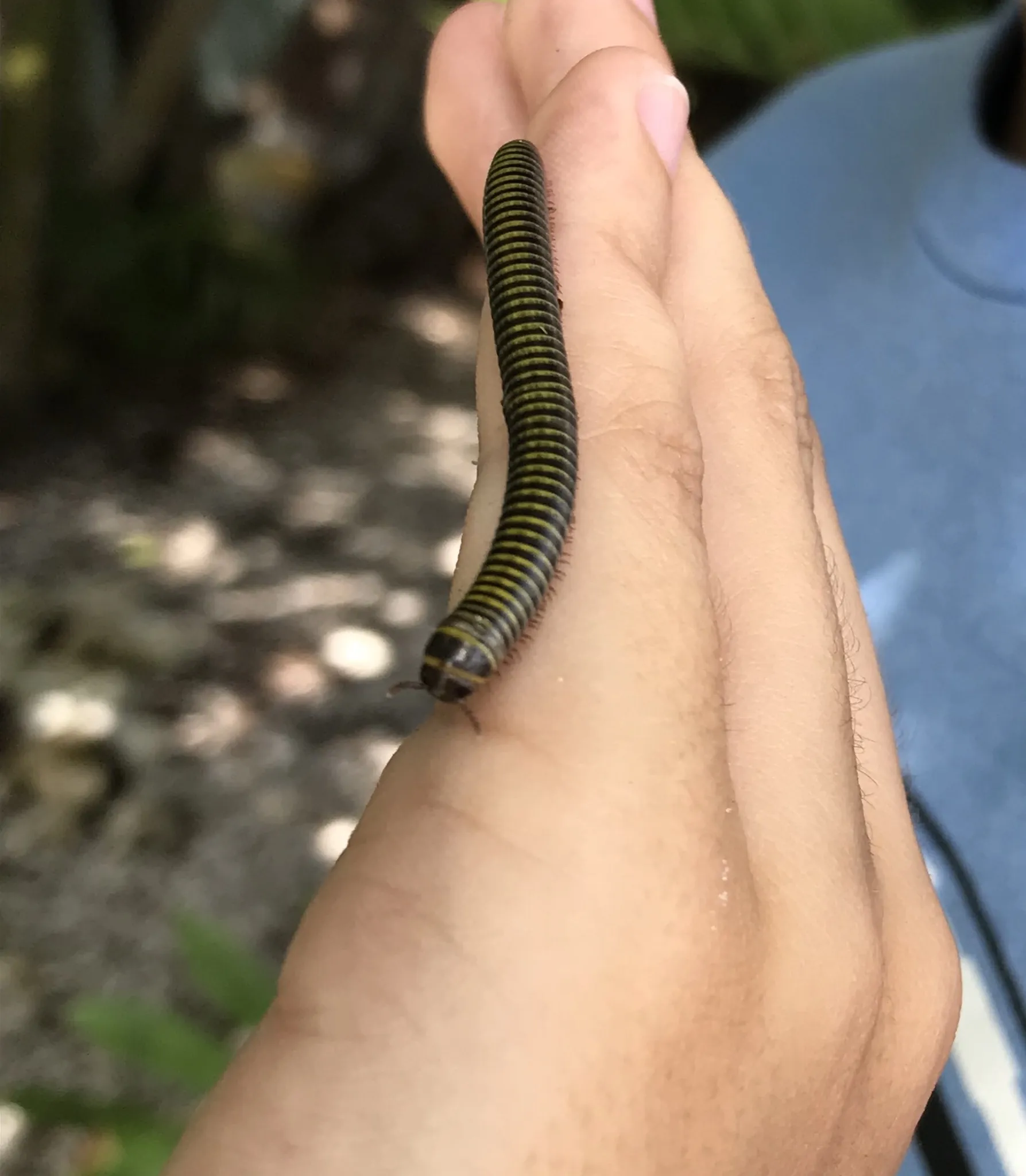 15333 florida tarantula venom
