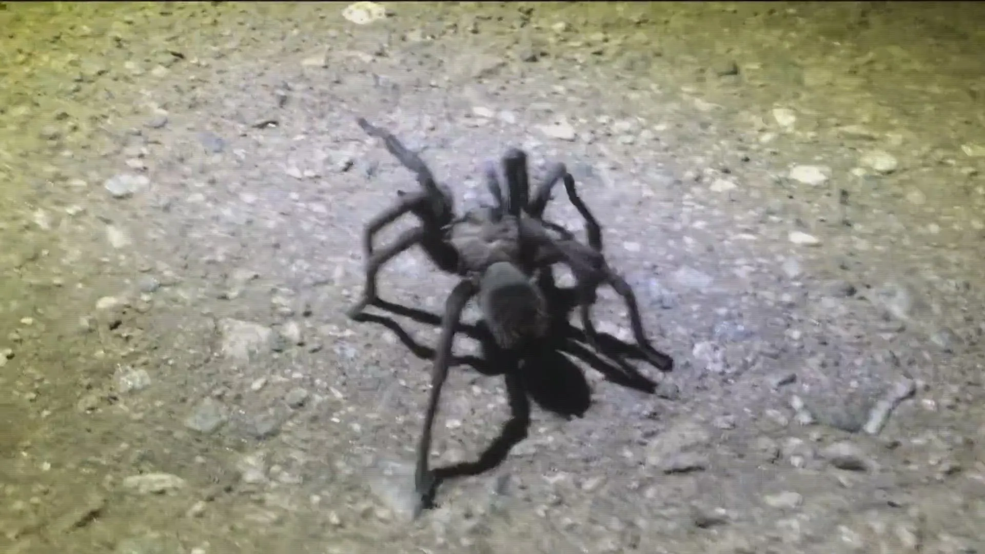 /img/15335-preventing-tarantulas.webp